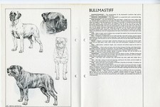 BULLMASTIFF 1978 DOG BREED STANDARD SKETCH PRINT + TEXT by M DAVIDSON