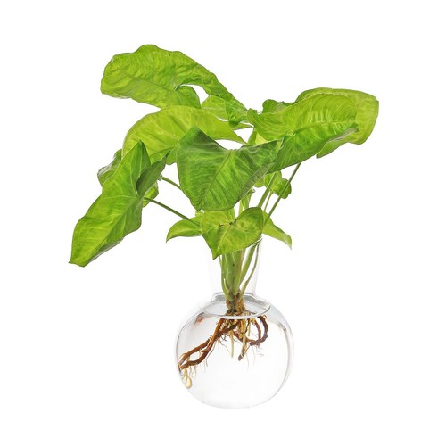 Sharprepublic glass flower pot - sharprepublic,
