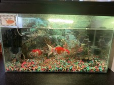 Fish Aquarium with 2 X Gold