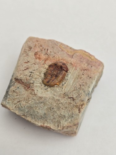Unidentified trilobite fossil - unidentified,