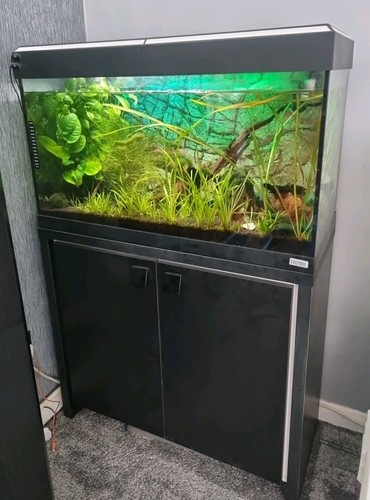 Fluval roma 125l - fluval, fish