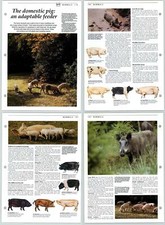 Domestic Pig Adaptable Feeder - Mammals - The Living Countryside 2 Pages