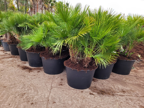 Chamaerops humilis - ,