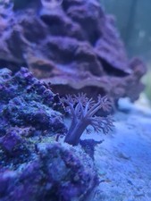 Pulsing Xenia, soft Coral