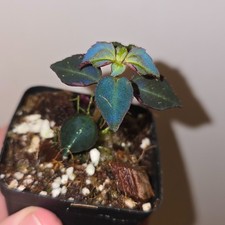 Sarcopyramis sp. Sumatra Blue