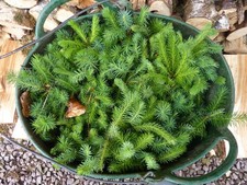 20 SPRUCE CHRISTMAS TREE