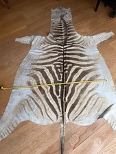 Genuine Zebra Skin (Equus
