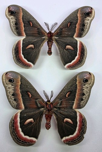 Hyalophora cecropia a2 - cecropia, x