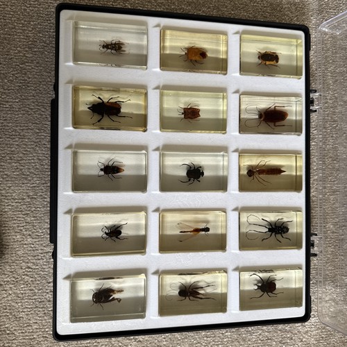 Selection curiosities bugs - selection,