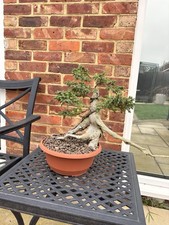 Juniper Tanuki Bonsai Tree –