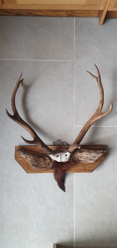 Vintage deer antlers mounted - deer,