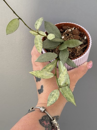 Hoya lacunosa winter pandora - winter,