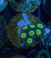 Rasta zoanthid / zoa / zoas /