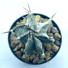 Astrophytum ornatum Hybrid Own