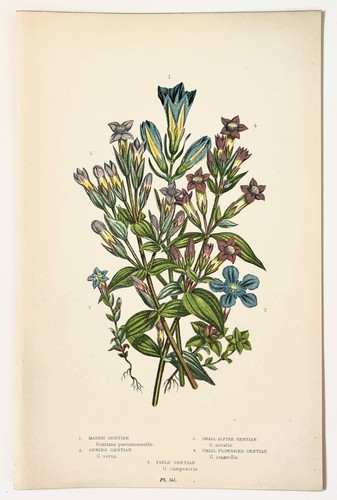 Gentian anne pratt botanical - -,