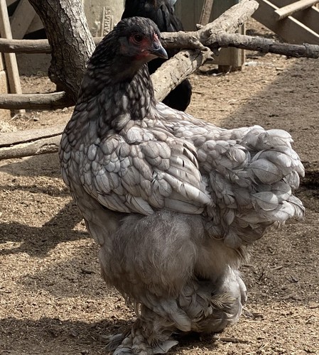 Bym chicken hatching eggs - chicken,