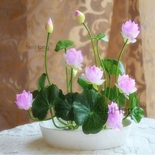 20x Seeds Lotus Mix Flower