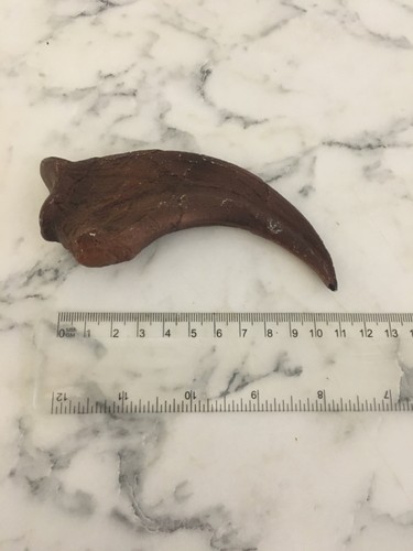 Velociraptor claw replica bone - claw,