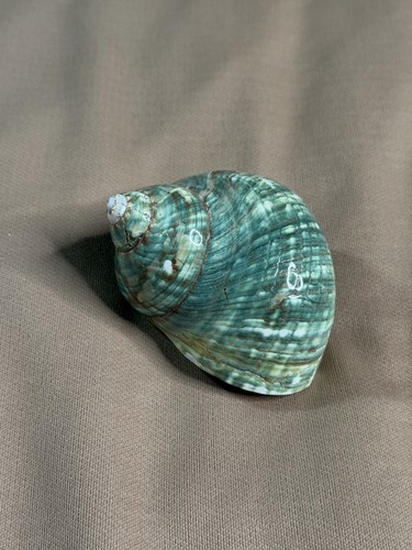 Large natural green turbo - natural,