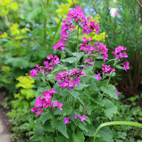 Lunaria annua honesty biennial - lunaria,