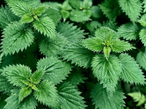 Stinging nettle seeds 50 - stinging,