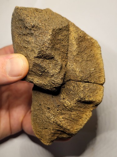 Three triceratops hell creek - triceratops,