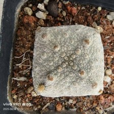 1/3/5PCS 5cm＋Rare Plant