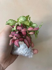 Mystery Double Fittonia 'Nerve