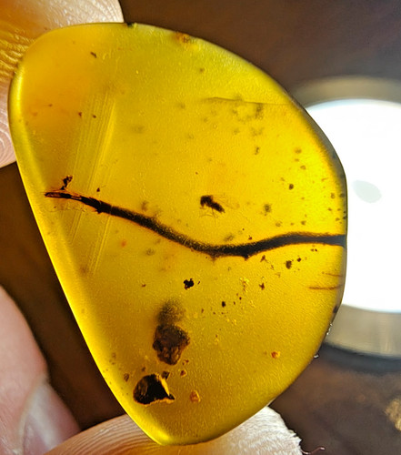 Burmese amber diptera fly - amber, &