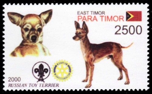 Timor leste 2003f - leste, dogs