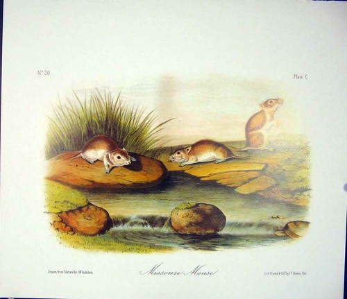 Original old antique - old, print