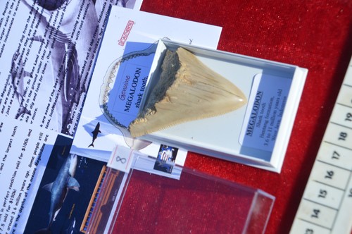 Wow genuine megalodon - genuine,