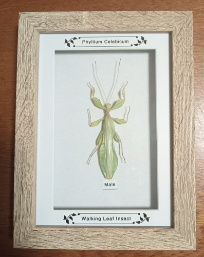 Framed real insects walking - framed,