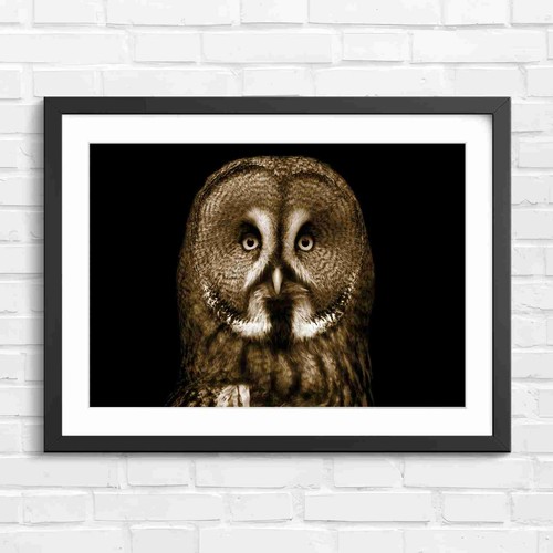 Intense great gray - great, face