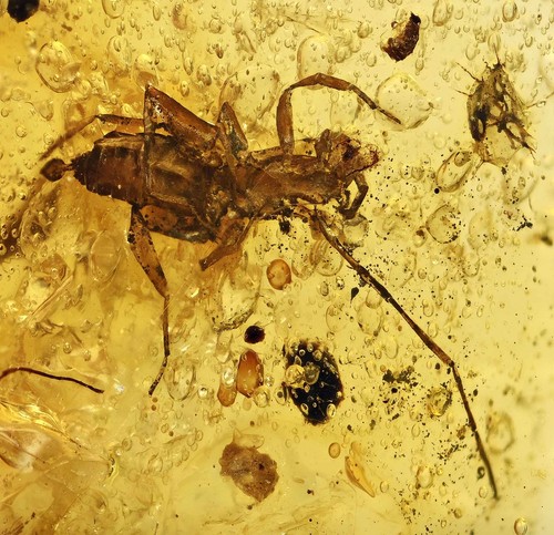 Schizomida short tailed whip - schizomida,
