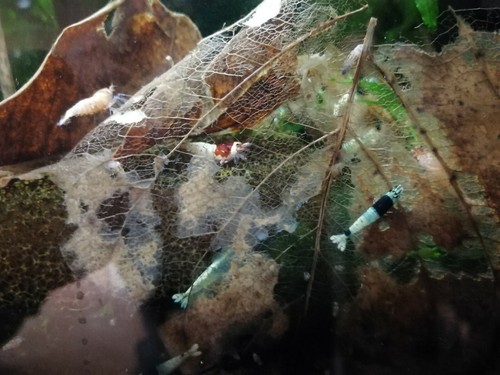 25x dried oak leaves shrimp - 25x,