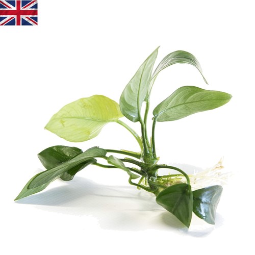 Aquarium essential anubias - aquarium,
