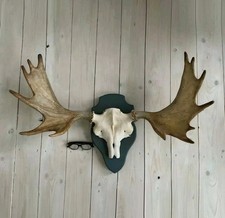 Huge Taxidermy moose "European Elk" Antlers, Horns Antique, from Sweden
