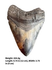 Authentic Megalodon Shark