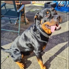 Heavy Duty Double Thickness Choker Dog Control Double Rows Choke chain 30"