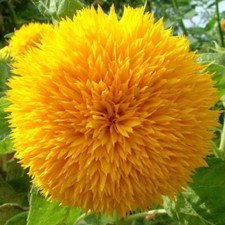 Teddy Bear Sunflower - 10+ seeds - DOUBLEFLOWERING! He 004