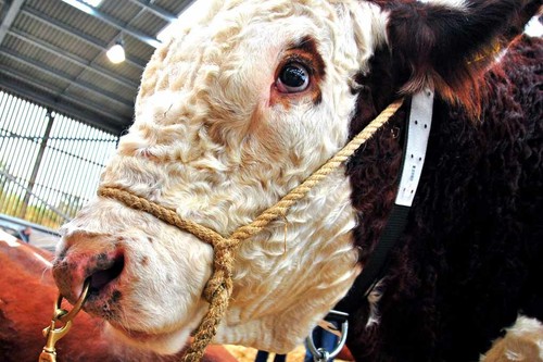 Pedigree hereford cow - cow, cattle