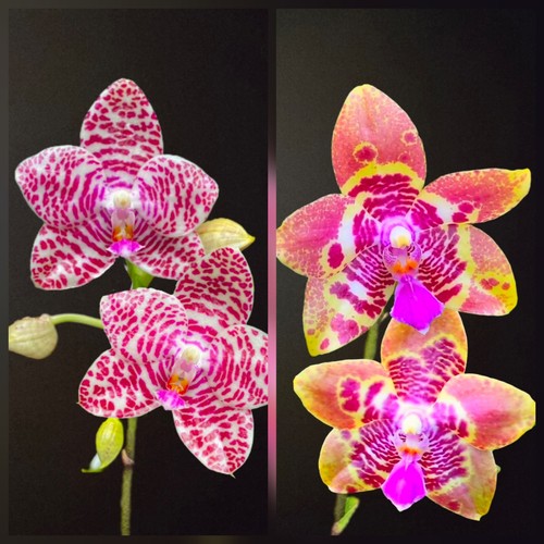 Rare phalaenopsis cross joy - rare,