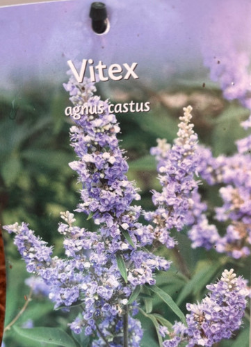 Vitex agnus castus chaste - castus,,