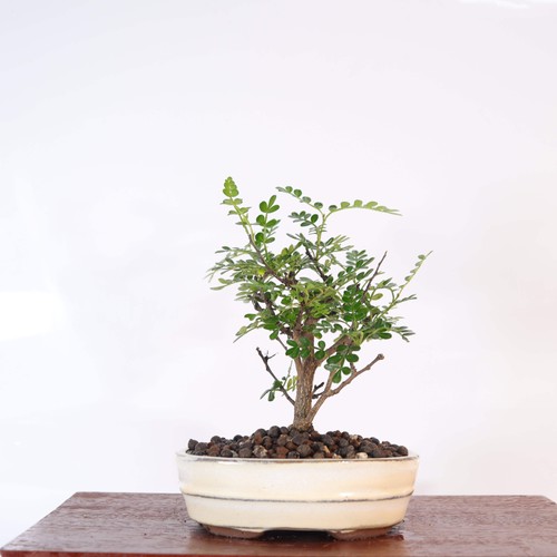 Chinese pepper zanthoxylum - chinese,