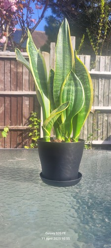 Sansevieria variegated snake - sansevieria,