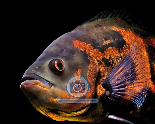 Oscar aquarium fish - oscar,