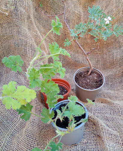 Scented pelargonium estab - scented,