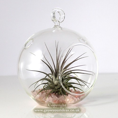 Air plant kit - air,