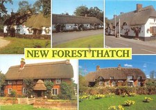 uk48712 new forest thatch uk